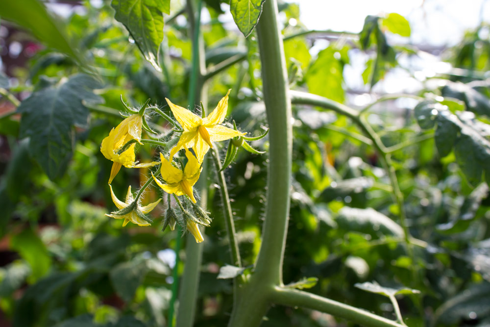 TomatoPlantBloom Salisbury Greenhouse