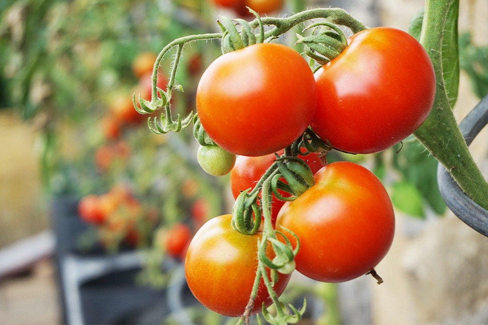 Advanced Tomato Growing From Seed to Sauce Salisbury Greenhouse