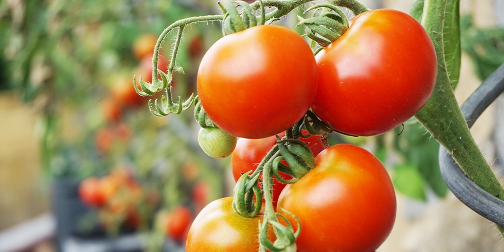 Top 5 Tips for Growing Tomatoes Indoors (From a Tomato Expert)