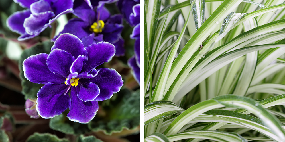 Top 10 Plants That Make You Happy african violet spider plant