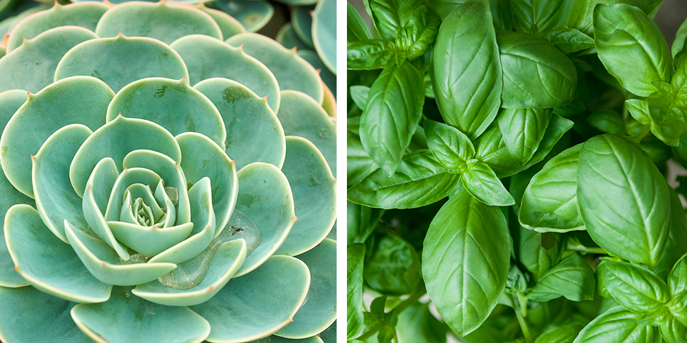 Top 10 Plants That Make You Happy echeveria basil