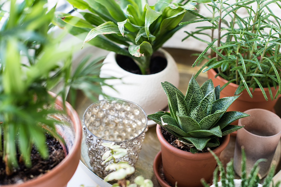 Top 10 Plants That Make You Happy Salisbury Greenhouse