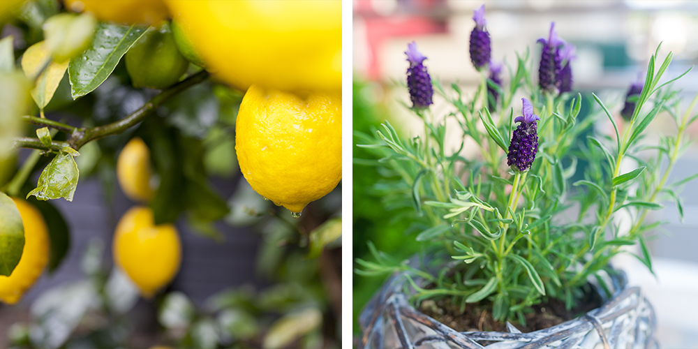 Top 10 Plants That Make You Happy meyer lemon lavender