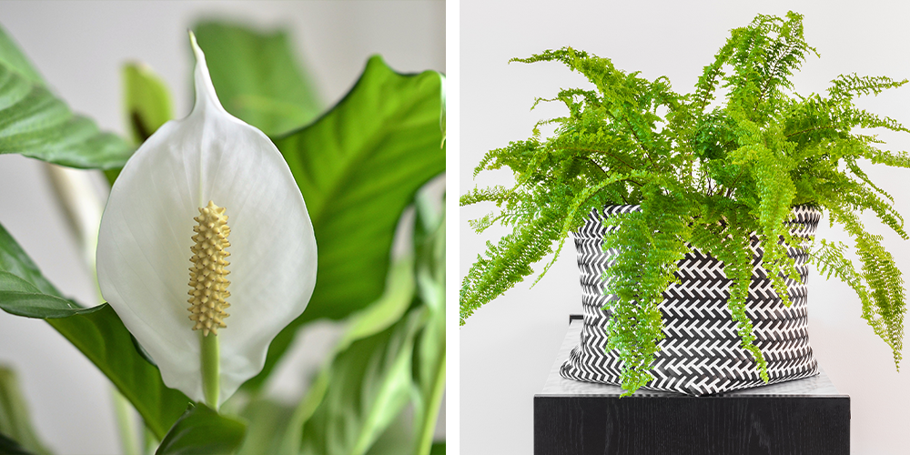 Top 10 Plants That Make You Happy peace lily boston fern