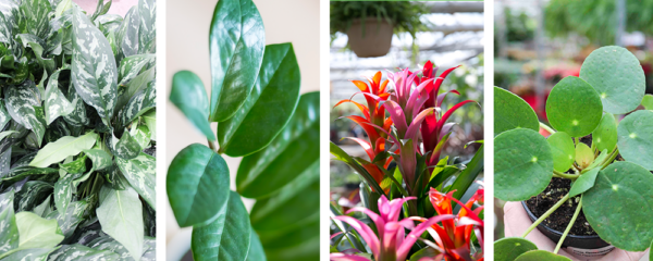 Breathe Life Into Your Home With Our Top 10 Favourite Houseplants ...