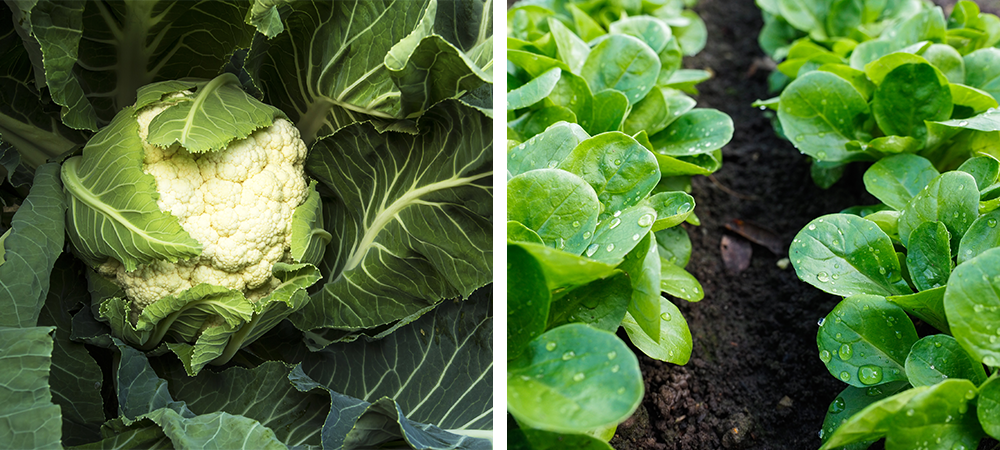 top 7 cool season vegetables and herbs cauliflower salad greens