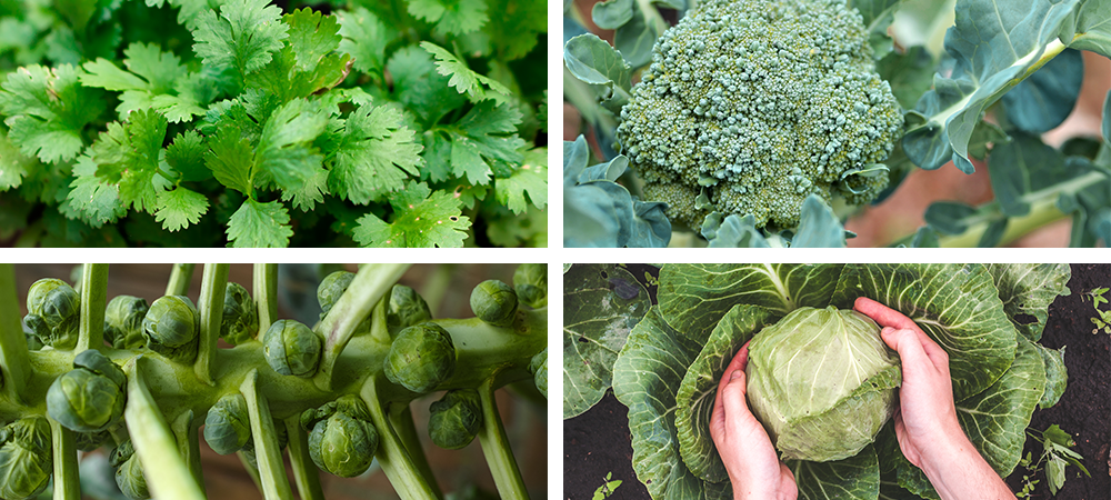 top 7 cool season vegetables and herbs cilantro broccoli brussels sprout cabbage