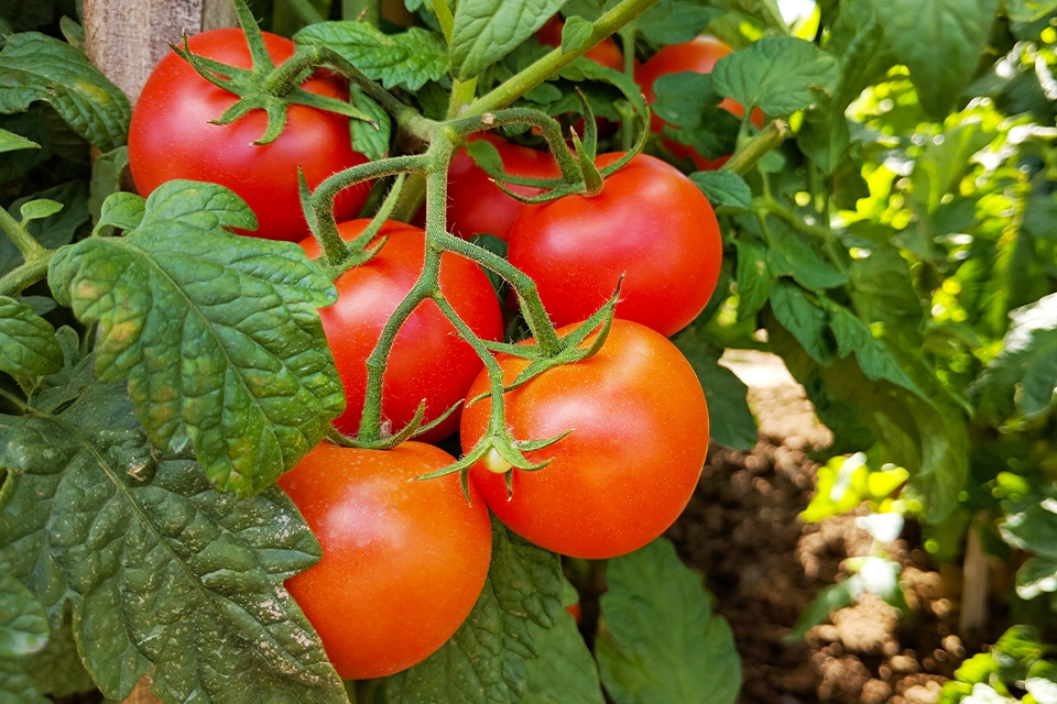 training tomatoes big red on stake edmonton sherwood park salisbury greenhouse