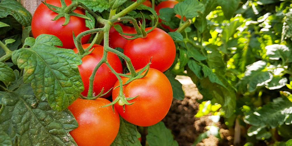 training tomatoes big red on stake edmonton sherwood park salisbury greenhouse