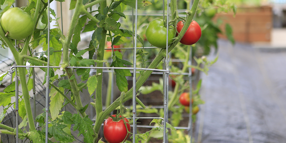 training tomatoes wire cages edmonton sherwood park salisbury greenhouse