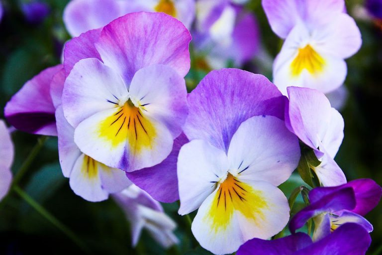 Purple Pansies