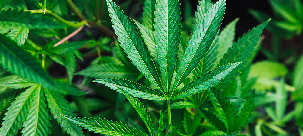 Troubleshooting Common Cannabis Pests - Salisbury Greenhouse