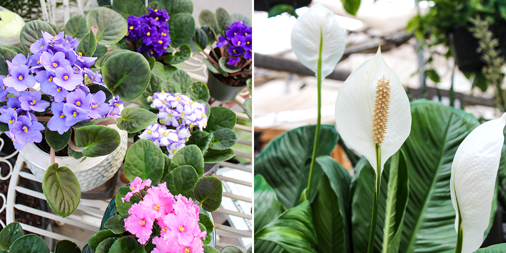 african violets and peace lily