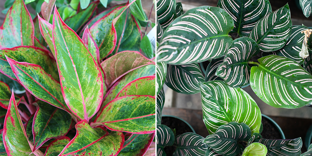 close up of chinese evergreen and calathea