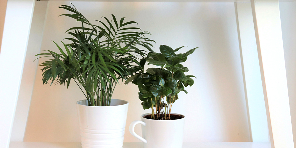 parlor palm with coffee plant on shelf