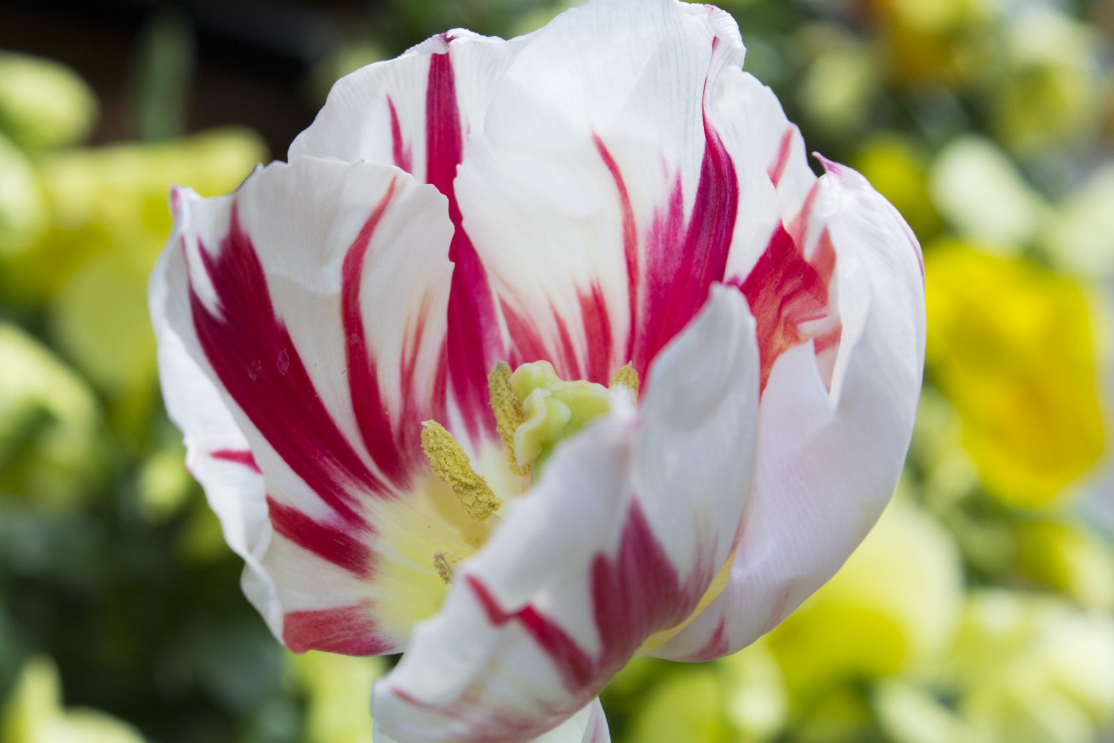Tulip, close up Salisbury Greenhouse