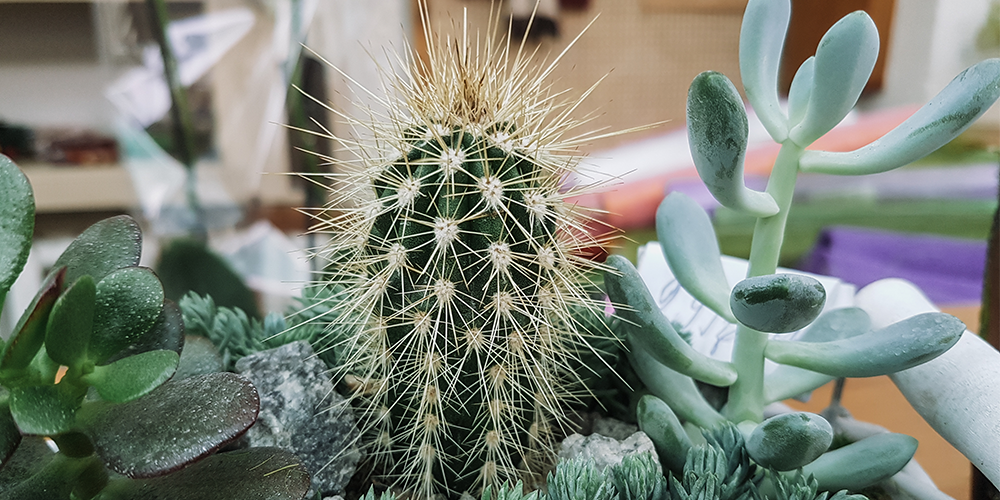 dormancy in cacti and succulents
