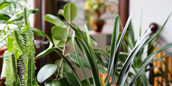 Understanding Dormancy in Houseplants - Salisbury Greenhouse