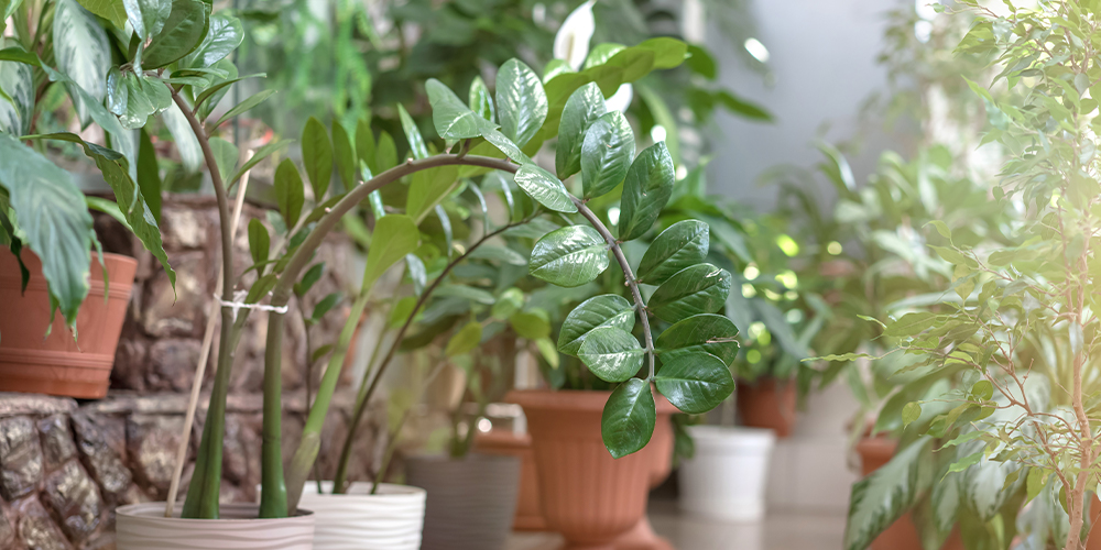 dormant indoor tropical plants