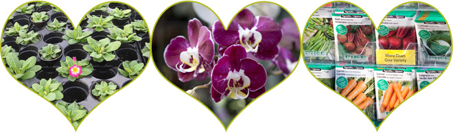 Plant based Valentine's day gift ideas | Salisbury Greenhouse - St. Albert, Sherwood Park