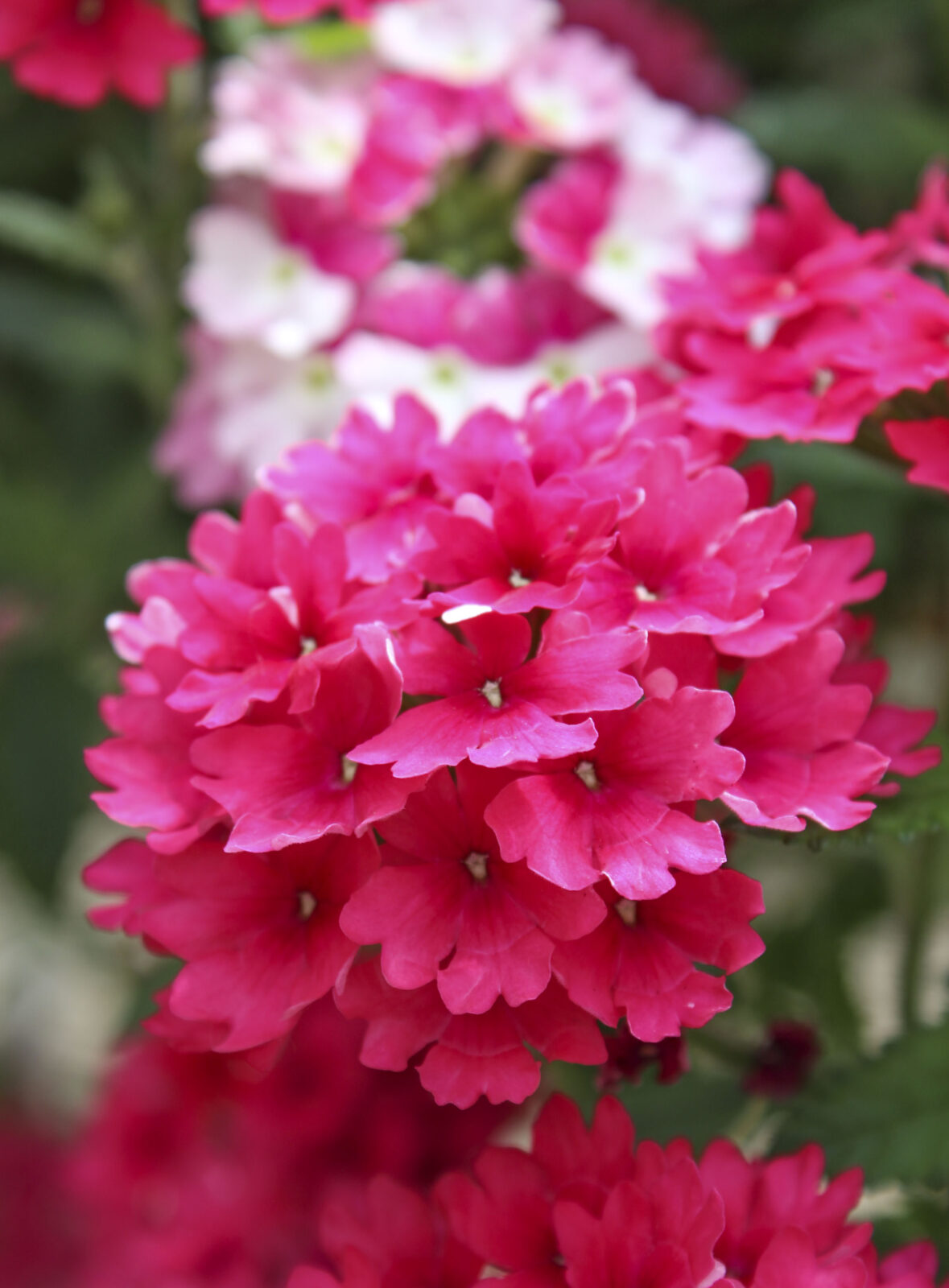 Pink Verbena in Bloom | Salisbury Greenhouse - St. Albert, Sherwood Park