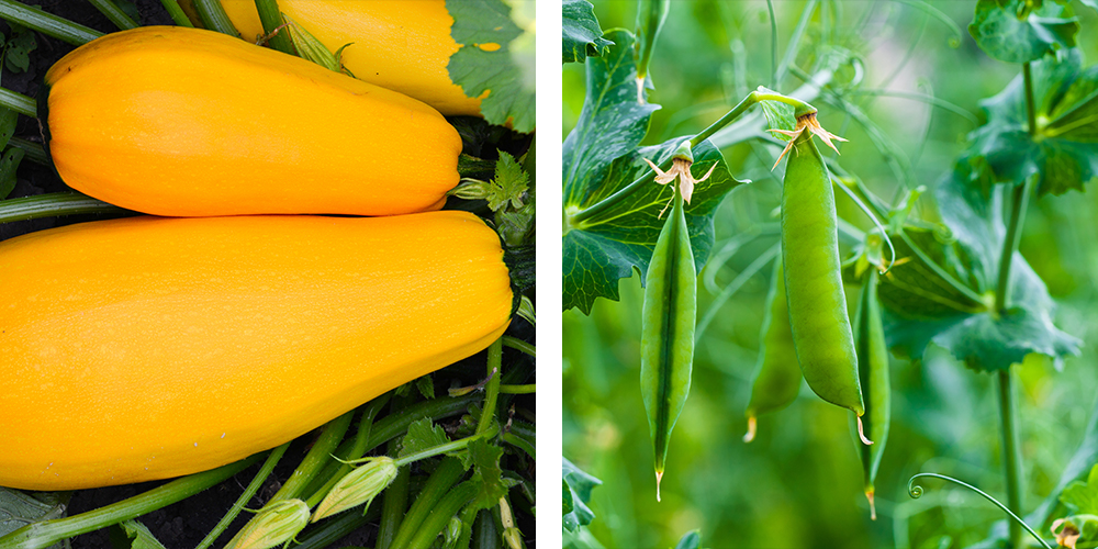 what to do with your veggies in the heat squash beans