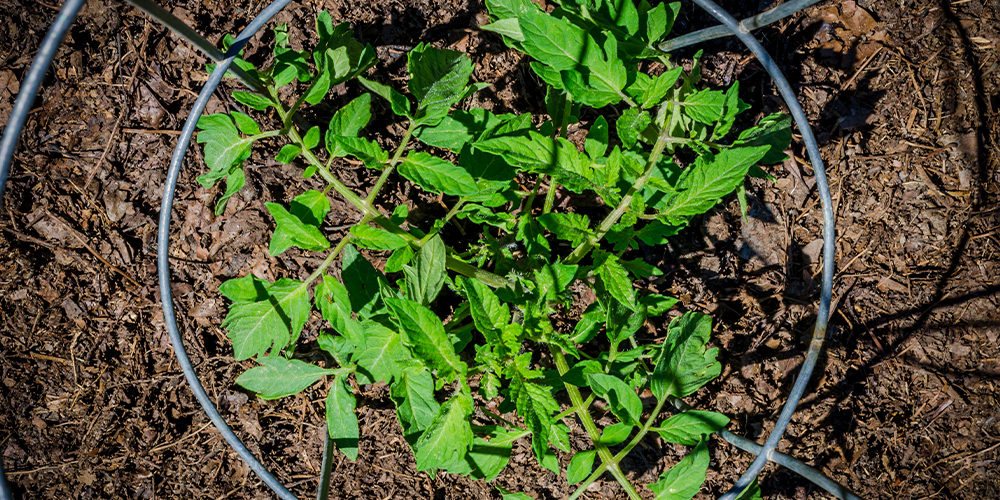 what to do with your veggies in the heat tomato cage mulch