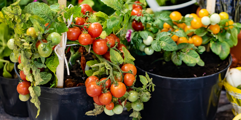 what to do with your veggies in the heat tomato containers