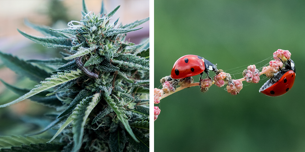 what we learned about gardening in 2019 legal cannabis bugs