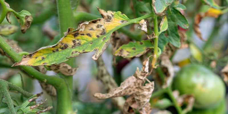 Why Is My Tomato Plant Dying? - Salisbury Greenhouse - Blog