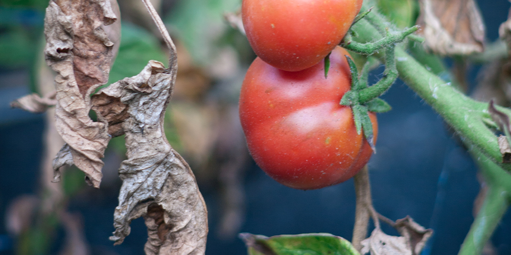 How to care for a dying tomato plant