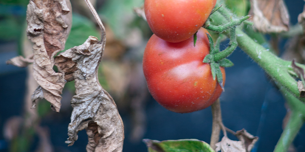 6 Reasons Why Your Tomato Plant is Wilting and What to Do About It