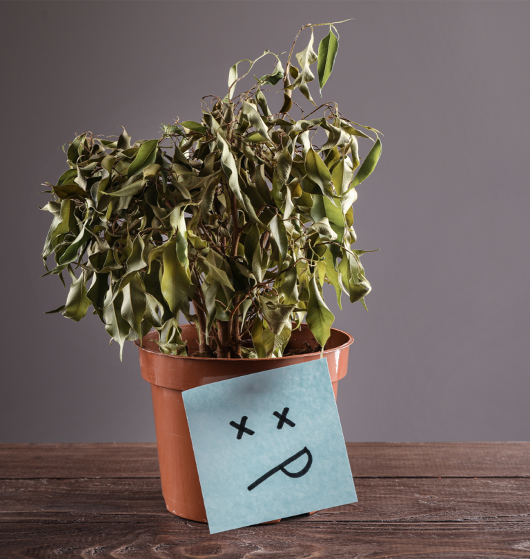 why your houseplant hates you salisbury greenhouse sherwood park st. albert