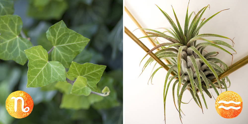 Your Astrological Guide to Houseplants-capricorn-aquarius