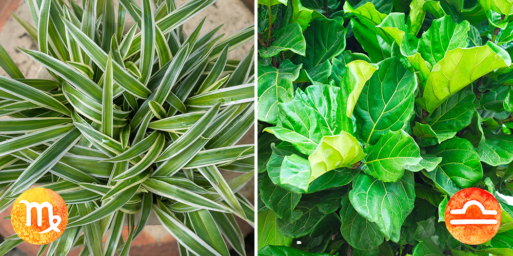 Your Astrological Guide to Houseplants-virgo-libra