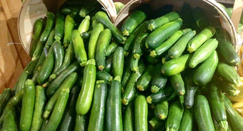 Zucchini | Salisbury Greenhouse - St. Albert, Sherwood Park