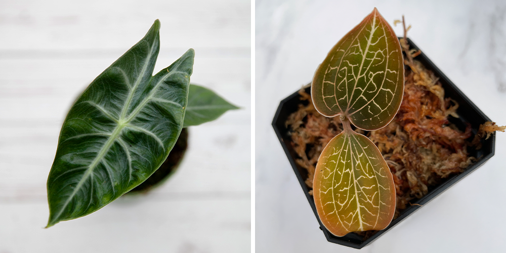 alocasia pink dragon and jewel orchid reinwardtii
