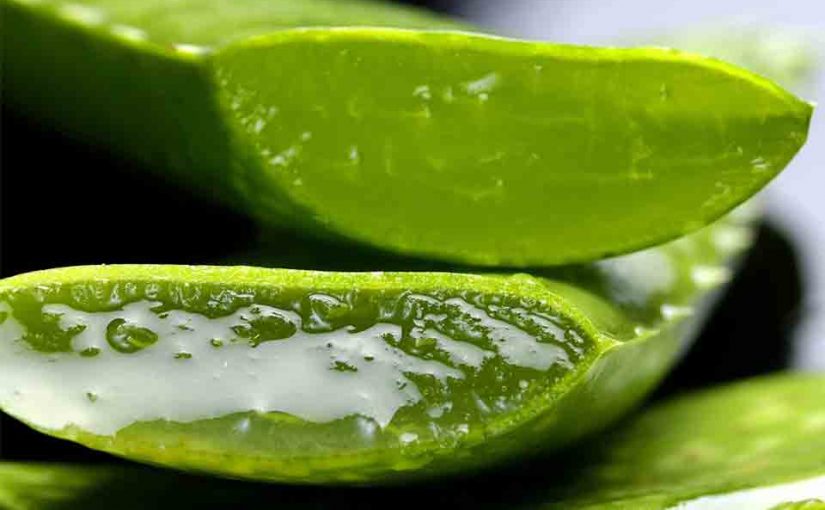 Aloe Vera Archives Salisbury Greenhouse