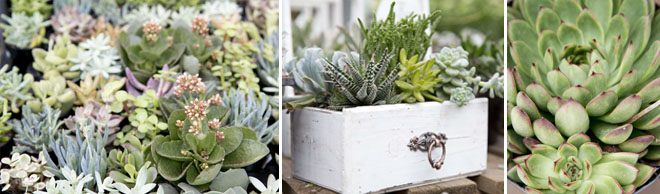 Gardening With Succulents