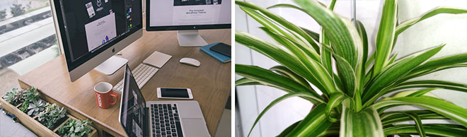 5 Best Plants For The Office Salisbury Greenhouse