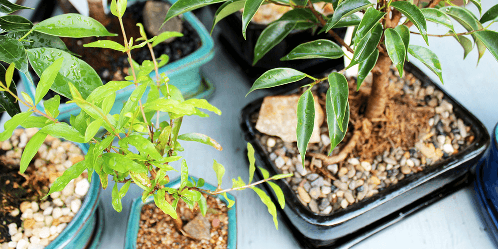 -assorted bonsai Salisbury greenhouse
