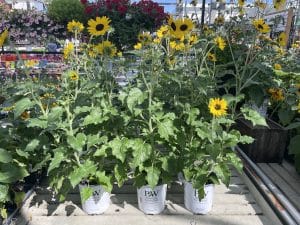 Salisbury Greenhouse | Sherwood Park, St. Albert | Proven Winners Pots