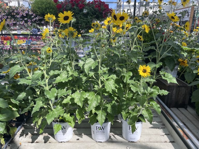 Salisbury Greenhouse | Sherwood Park, St. Albert | Proven Winners Pots