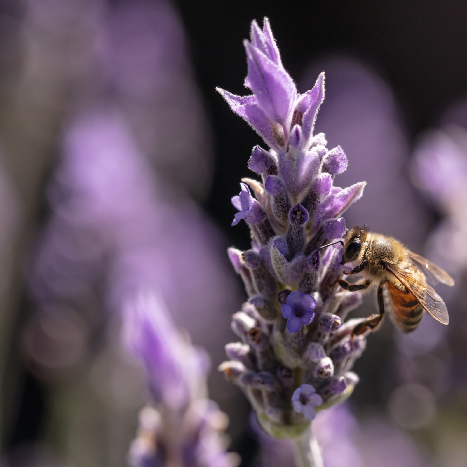 bee on lavender | Salisbury Greenhouse - St. Albert, Sherwood Park