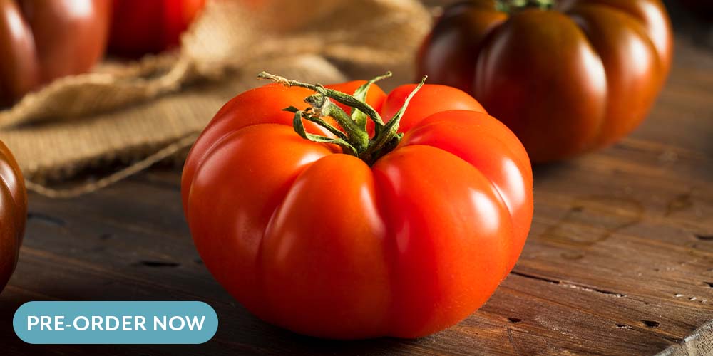 Salisbury greenhouse beefmaster tomato