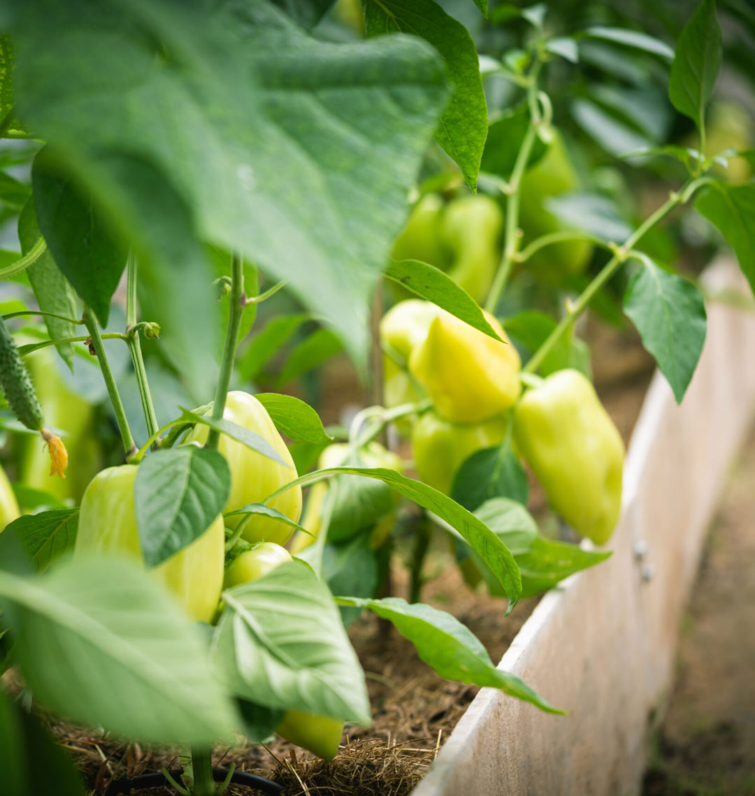 Growing Peppers in Edmonton - Tips and Tricks for a Bountiful Harvest
