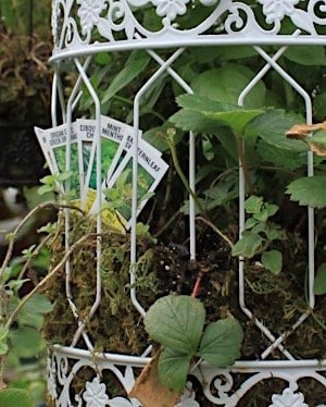 Birdcage planters at Salisbury Greenhouse | Sherwood Park, St. Albert
