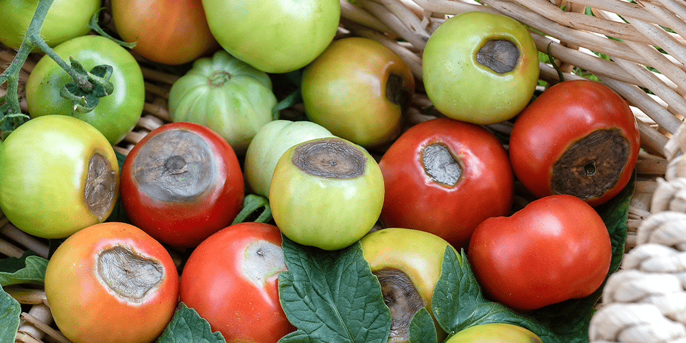 blossom end rot on tomatoes