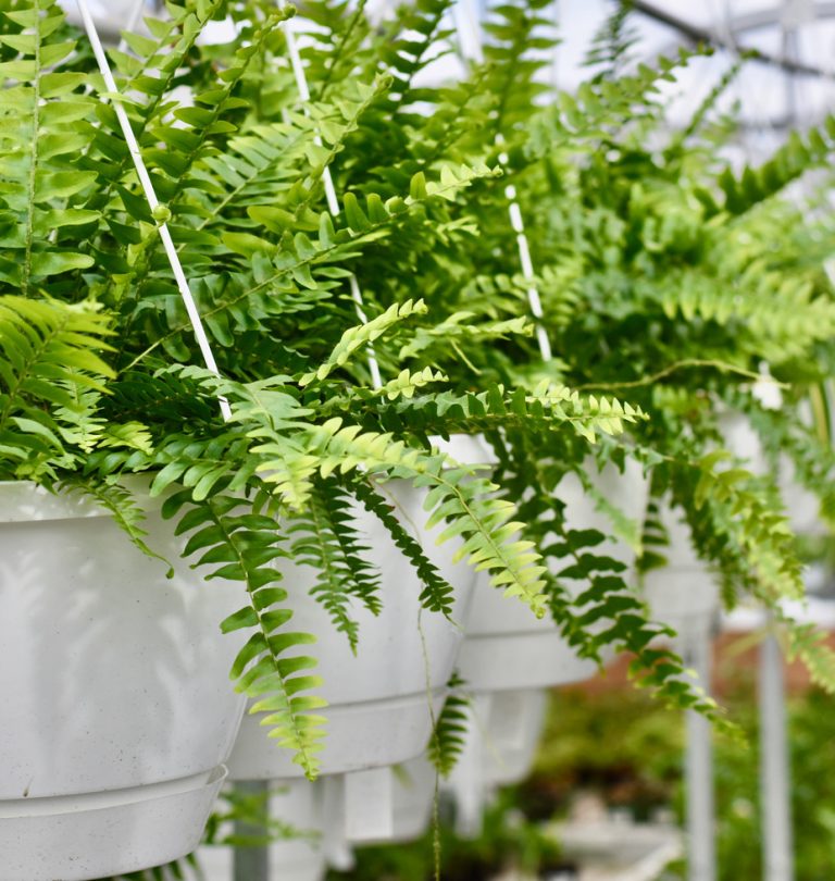 Hanging baskets of Boston Fern | Salisbury Greenhouse - St. Albert, Sherwood Park