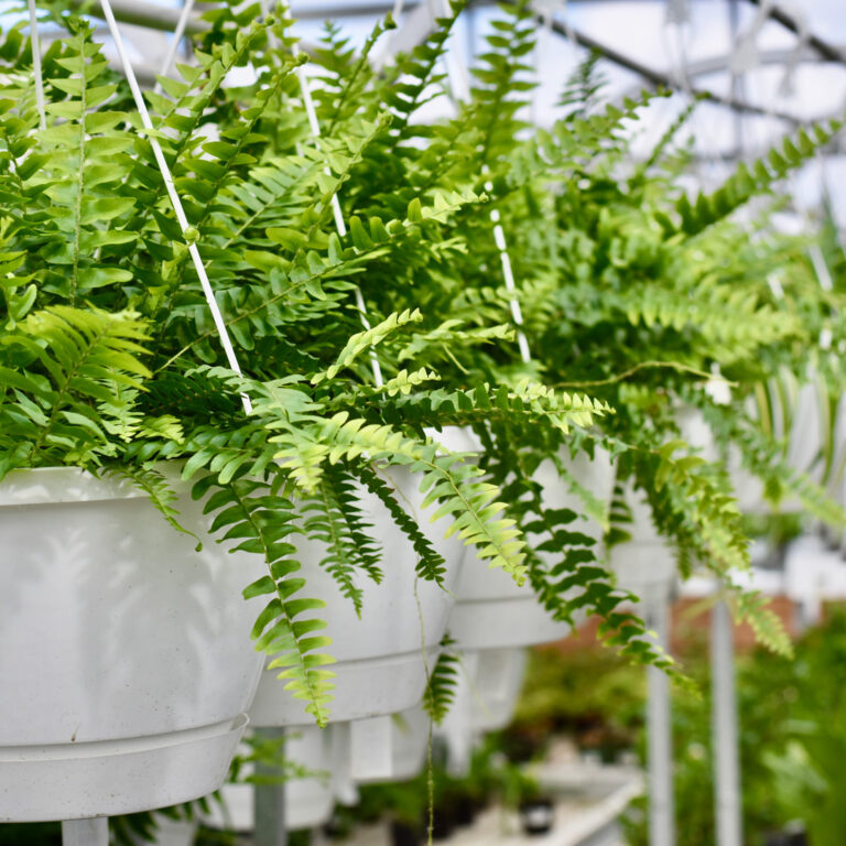 Boston Fern Hanging Basket Salisbury Greenhouse St. Albert Sherwood Park Edmonton